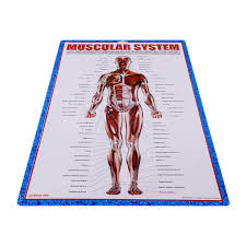 India Language Anatomy Educational Charts With Muscular System Hanging Chart Poster Buy Anatomy Educational Charts Educational Wall Charts Kids