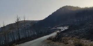 Φωτιά στη Δαδιά: Αρχίζει ήδη η οικολογική αποκατάσταση του Εθνικού Πάρκου –  Δηλώσεις Σκρέκα, Αμυρά – EVROS NEWS