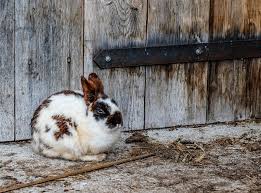 keeping outdoor rabbits safe in cold