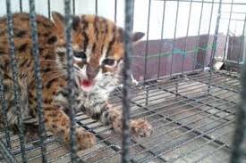 Ada beberapa jenis kucing hutan yang bisa anda pelihara, seperti kucing hutan kalimantan, kucing hutan sumatera, dan kucing hutan macan dahan. Dijual Via Facebook Kucing Hutan Diamankan Bksda