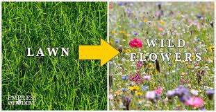 Replace Lawn With Wildflower Seed Mix