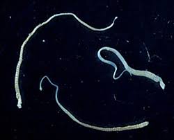 a tapeworm with cancer gave its tumors