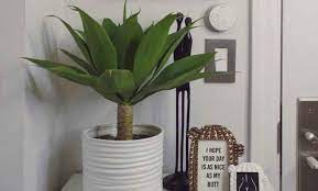 You can buy a tropical plant fertilizer, or use a general purpose fertilizer for indoor plants. How To Care For Indoor Tropical Plants Purple Flower