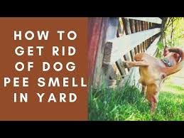 dog urine smell outside