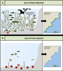 Comparison Of Sea Otter A And Sea Urchin B Dominated