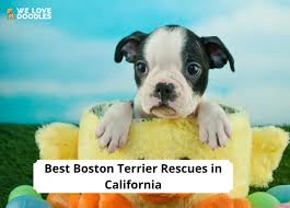 boston terrier rescues in california