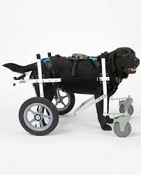 full support dog wheelchair quad