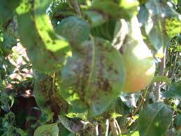 what s happening to my pear tree