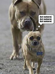 Image result for Funny Animal Photos