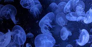 wallpaper jellyfish underwater blue