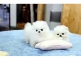 t cup pomeranian puppies