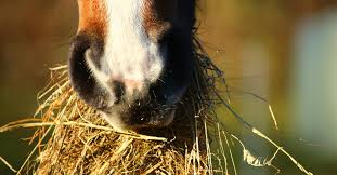 the top 5 best types of hay for horses