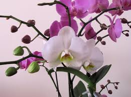 1152x864 orchid flower branch