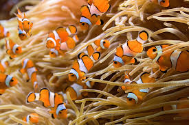 what do sea anemones eat cuteness