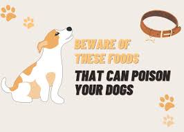 foods that can poison your dogs