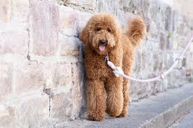 11 facts about the goldendoodle