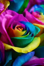Check spelling or type a new query. Rainbow Roses Rainbow Roses Delivery Tie Dye Roses