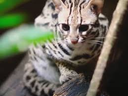 Kucing dahan kalimantan (clouded leopard), kucing batu, kucing emas asia, kucing blacan, dan kucing merah kalimantan (bornean bay cat). Kucing Hutan Jawa Hewan Liar Namun Jadi Peliharaan Blog Ruparupa