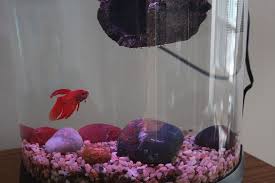 12 types of betta fish. How To Tell If Your Betta Fish Is Happy