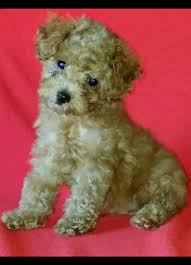 Cavapoos for sale sacramento should be socialized from an early age, and it's also a good idea to supervise them with other animals at first. Toy Poodle Puppies For Sale Sacramento Ca Toy Poodle Puppies Poodle Puppies For Sale Poodle Puppy