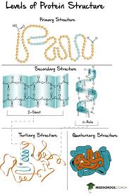 protein structure mcat biochemistry