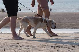 top 4 dog beaches in newport the dog