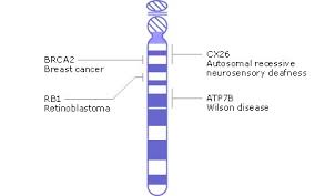 Chromosome Map Genes And Disease Ncbi Bookshelf