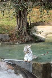 Descriptive Essay on a Visit to a Zoo Zoological Gardens and Museums of India