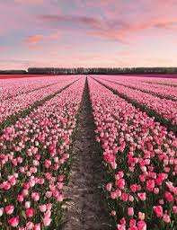 Pemandangan ini komposisi warnanya cukup pas dan hasil goresannya pun enak dilihat. Foto Begini Pemandangan Cantik 7 Juta Bunga Tulip Di Belanda M Kapanlagi Com