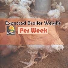 Expected Broiler Weight Per Week And How To Get It Guidefreak
