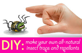 diy 5 all natural insect traps and