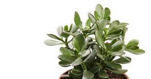 Are Jade Plants Poisonous Answered