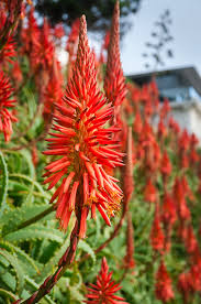 Winter warmth - Aloe arborescens in flower — the good earth