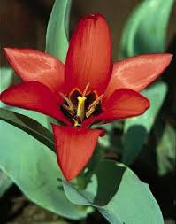 Liliaceae | plant family | Britannica