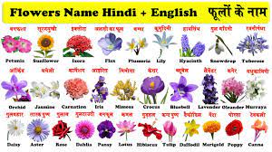 flowers name in english and hindi with