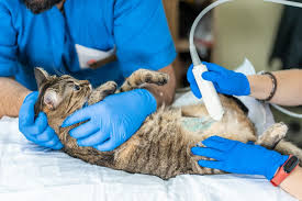 Tumors can grow extremely quickly, sometimes doubling their size within 18 hours. Lymphoma In Cats Great Pet Care