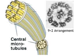 The resulting cell is triploid (3n). The Nucleus Of The Cell And Related Organelles