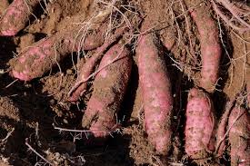 your growing guide to sweet potatoes