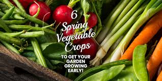 6 spring vegetable crops to get your