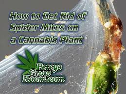 Simply wipe plant leaves with a damp cloth weekly. Spider Mites On A Cannabis Plant How To Kill Them Percys Grow Room