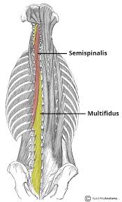 Back them up with references or personal experience. The Intrinsic Back Muscles Attachments Actions Teachmeanatomy