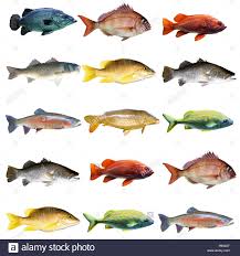 15 Fish In A Chart On White Background Stock Photo