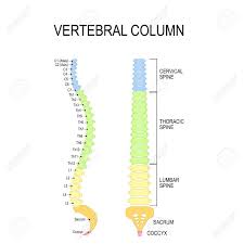 Vertebral Column Cervical Thoracic And Lumbar Spine Sacrum
