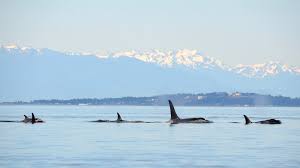 Now for a san juan island secret. 5 Of The Best Ways To See Orcas In San Juan Islands Friday Harbor Hotels