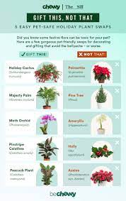 pet safe holiday plants