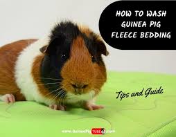 clean guinea pig fleece