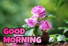 good morning with pink rose images