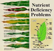 Helpful Chart To Identify Deficiency Problems In Plants