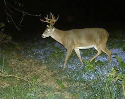 Timing A Deer Hunt Around Weather Fronts Can Produce