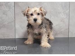 morkie puppy golden id 30284 located at